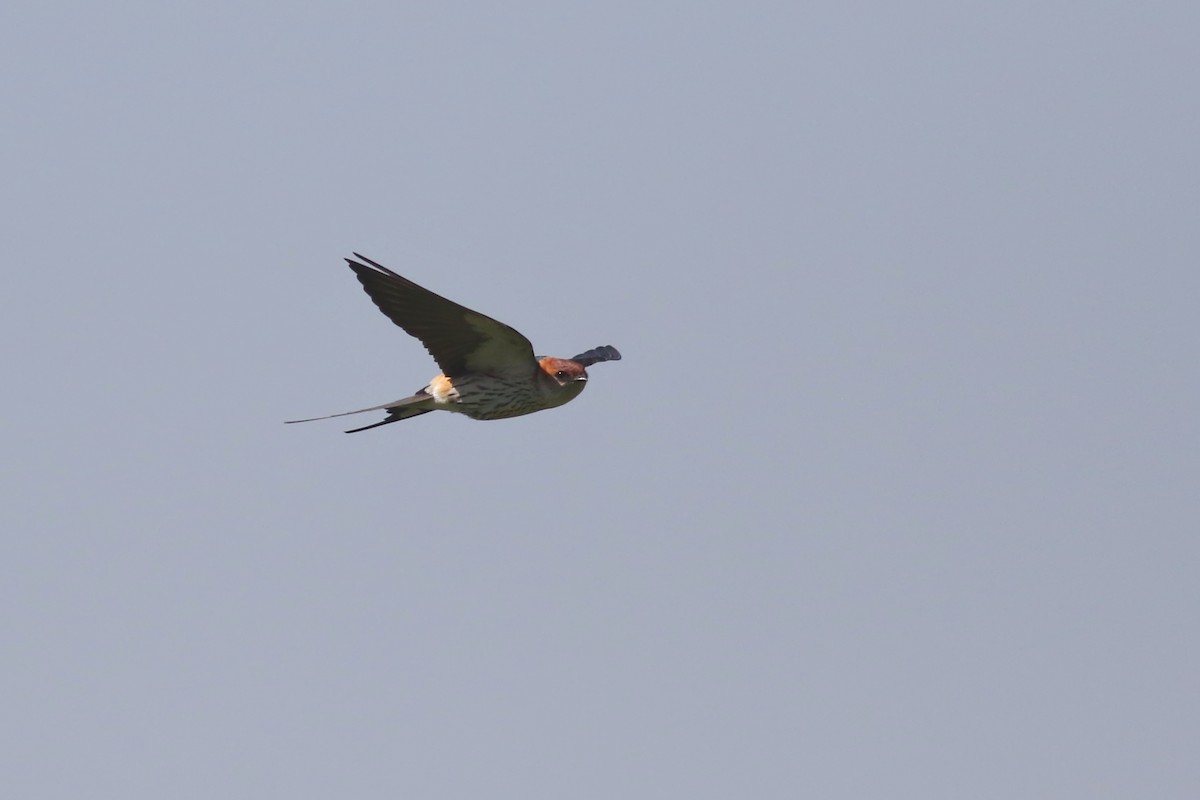 Greater Striped Swallow - ML520447231