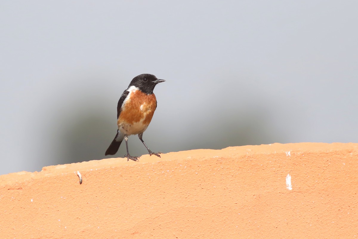 African Stonechat (African) - Anton Liebermann