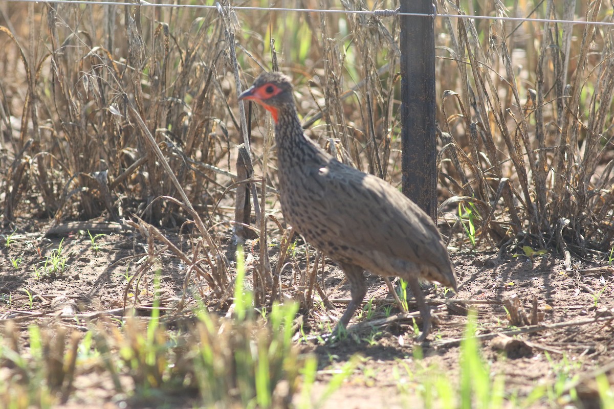 Swainson's Spurfowl - Anton Liebermann