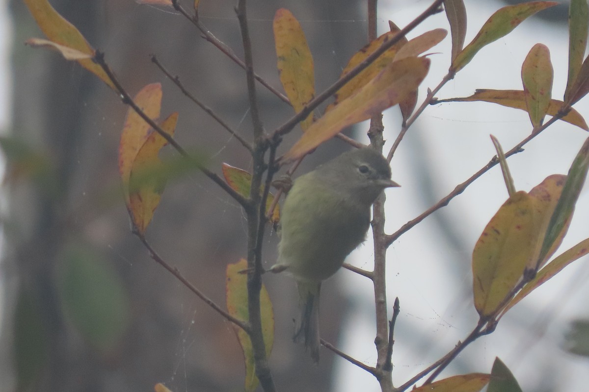 Orange-crowned Warbler - ML520447821