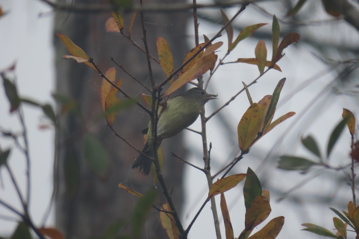 Orange-crowned Warbler - ML520447831