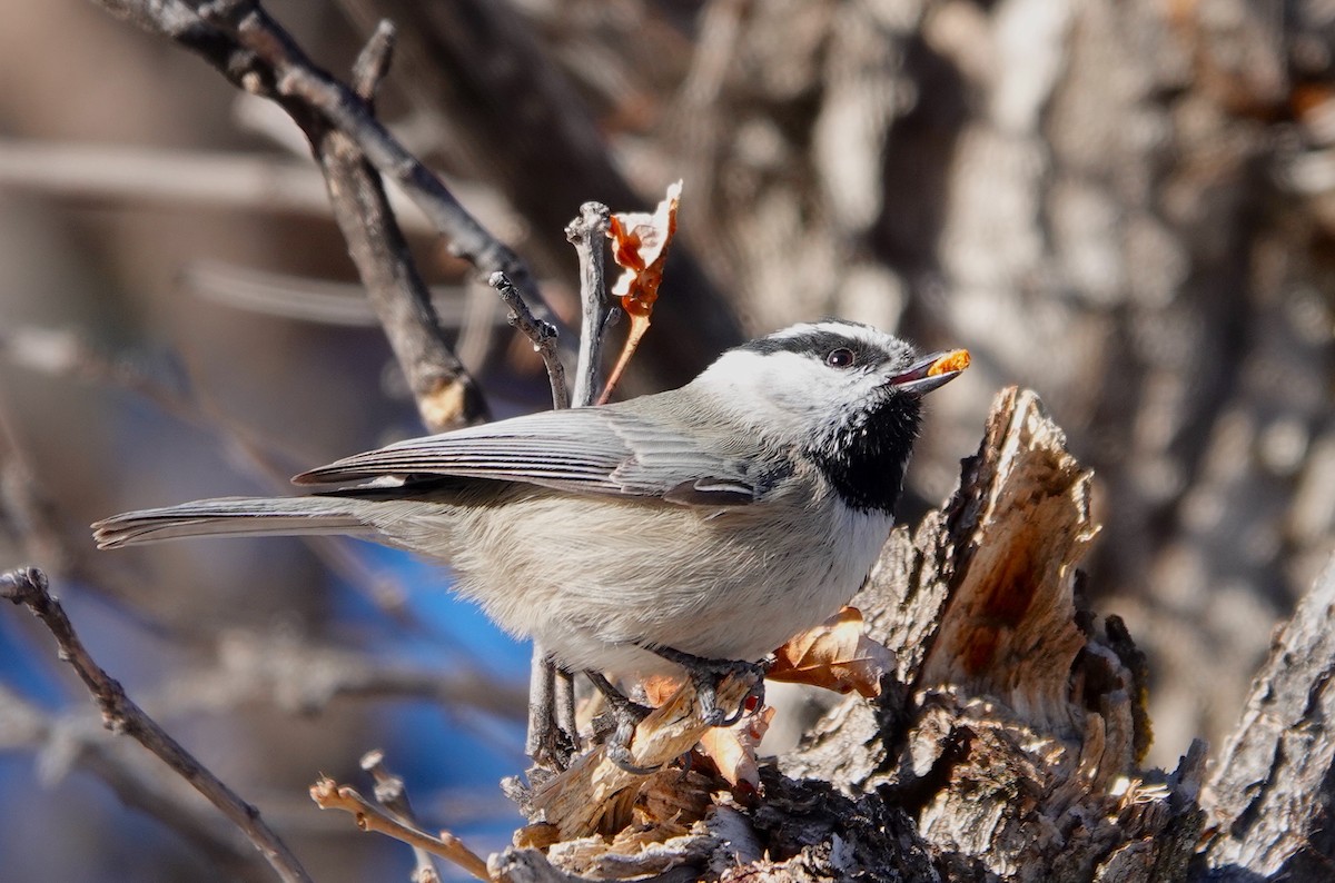 Mountain Chickadee - ML520448391