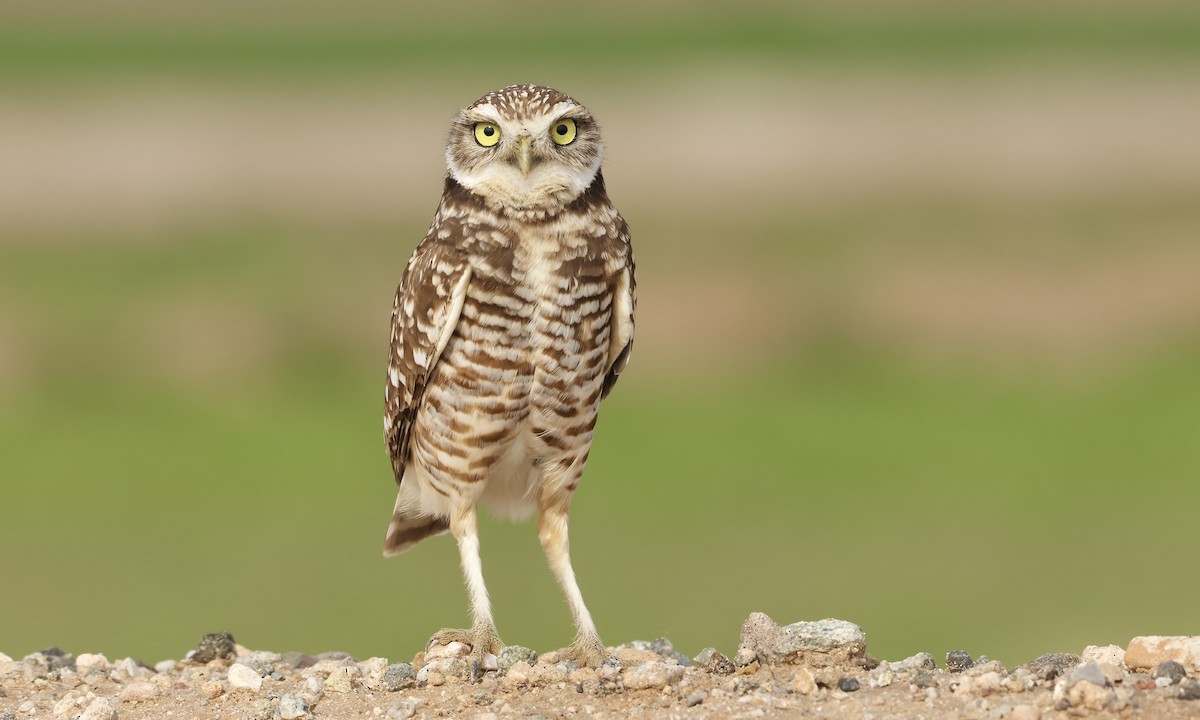 Burrowing Owl - Evan Larson