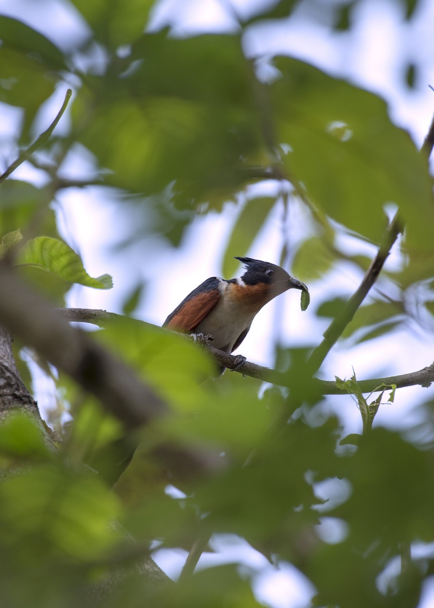 Chestnut-winged Cuckoo - Venugopala Prabhu S