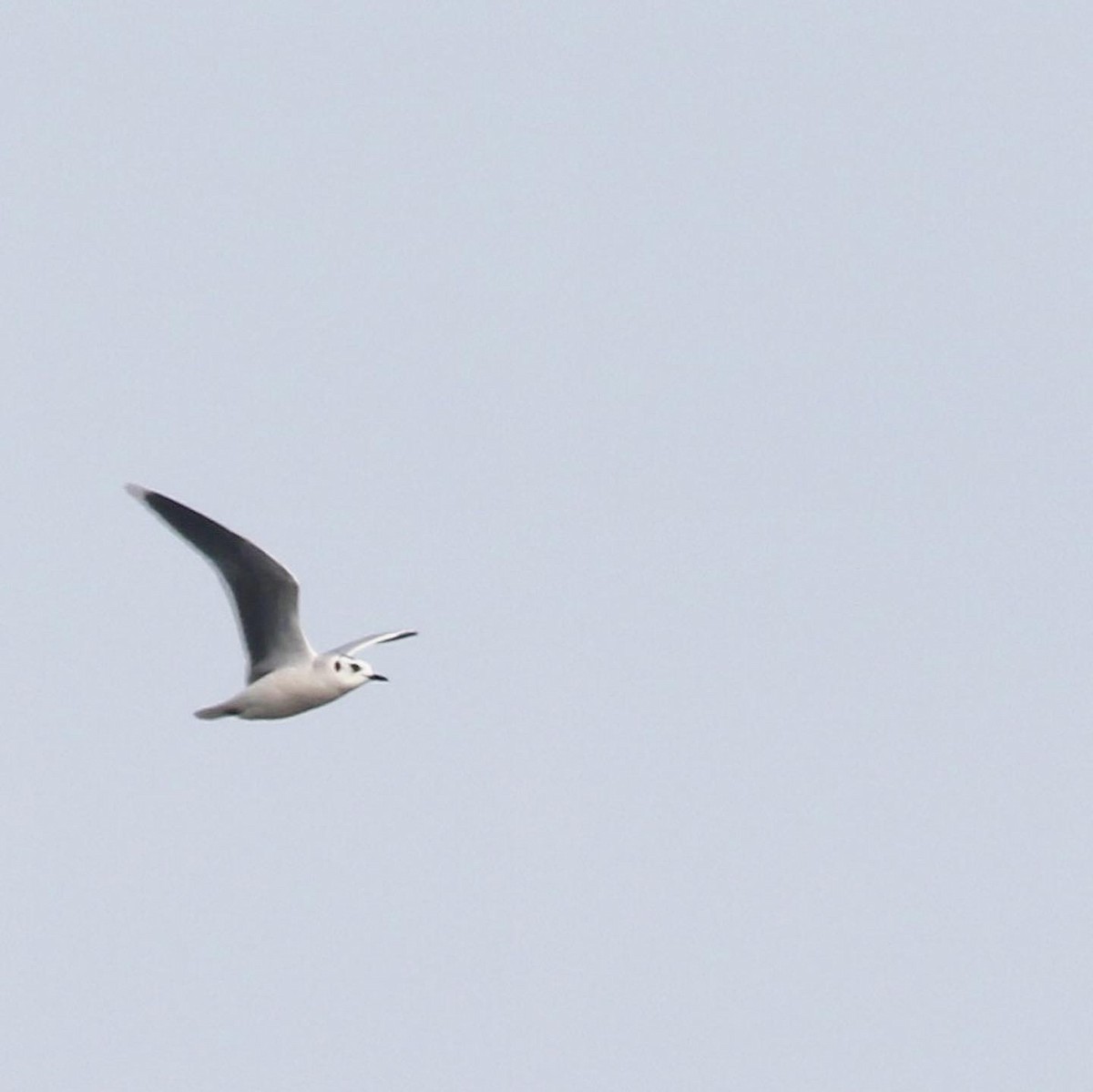 Little Gull - ML520449501