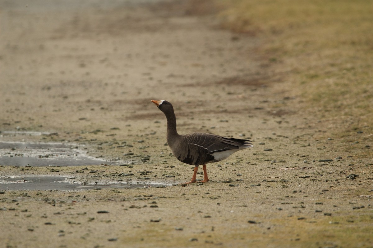 Greater White-fronted Goose - Jennie Leonard