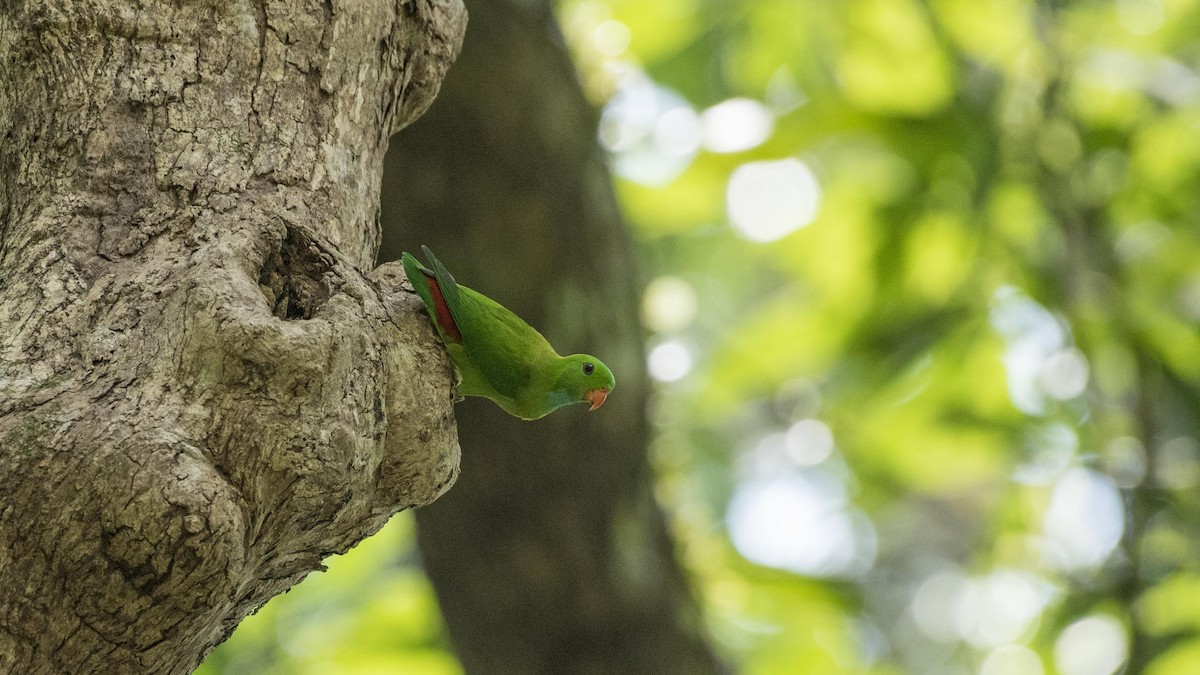 Vernal Hanging-Parrot - ML52045001