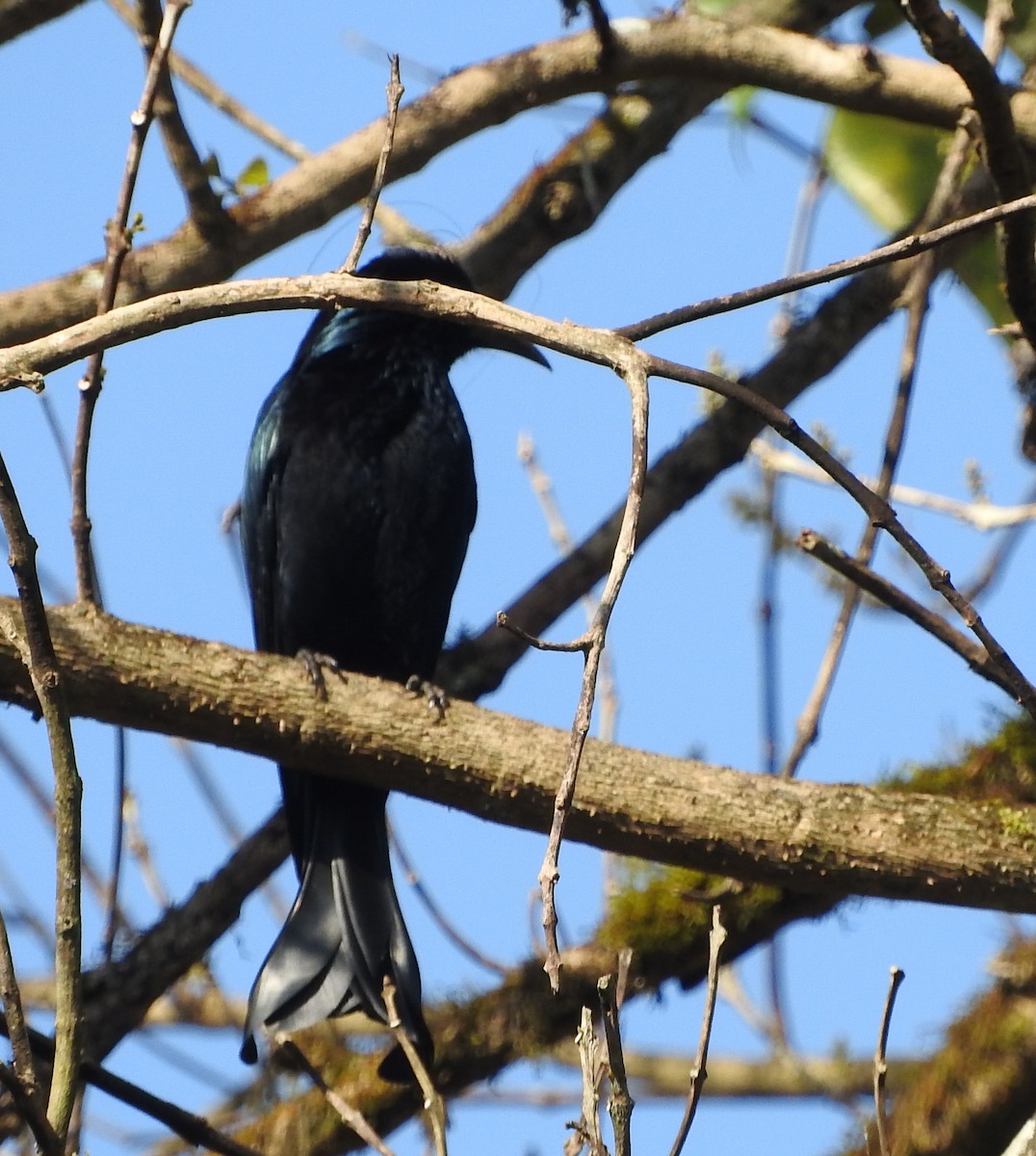 Hair-crested Drongo - ML52045051