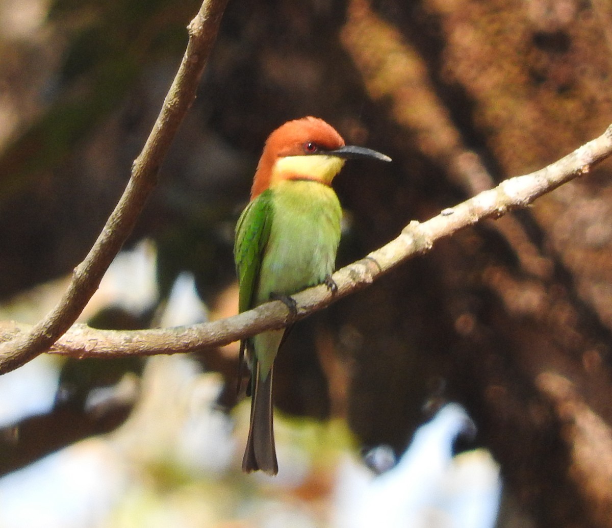 Chestnut-headed Bee-eater - ML52045091