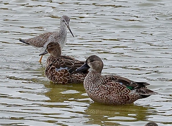 Sarcelle à ailes bleues - ML520451361