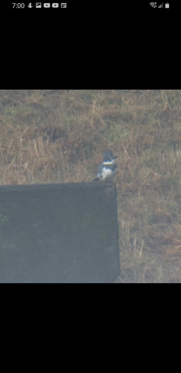 Belted Kingfisher - ML520451991