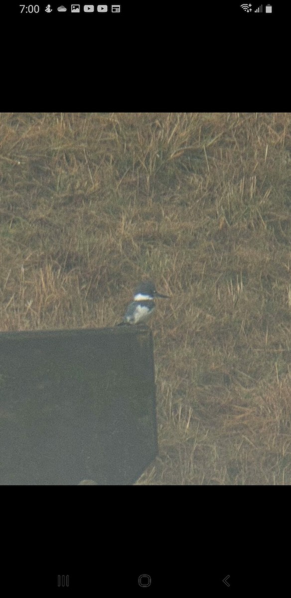 Belted Kingfisher - ML520452001