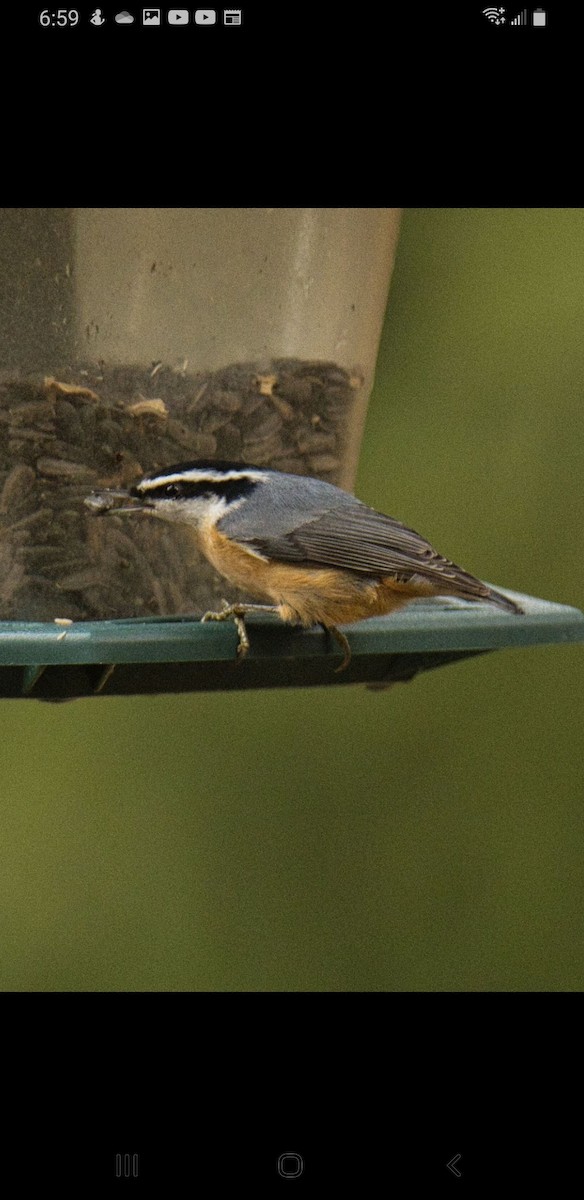 Red-breasted Nuthatch - ML520452311