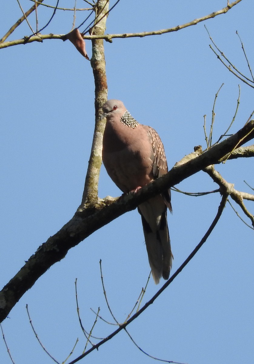 Spotted Dove - ML52045261