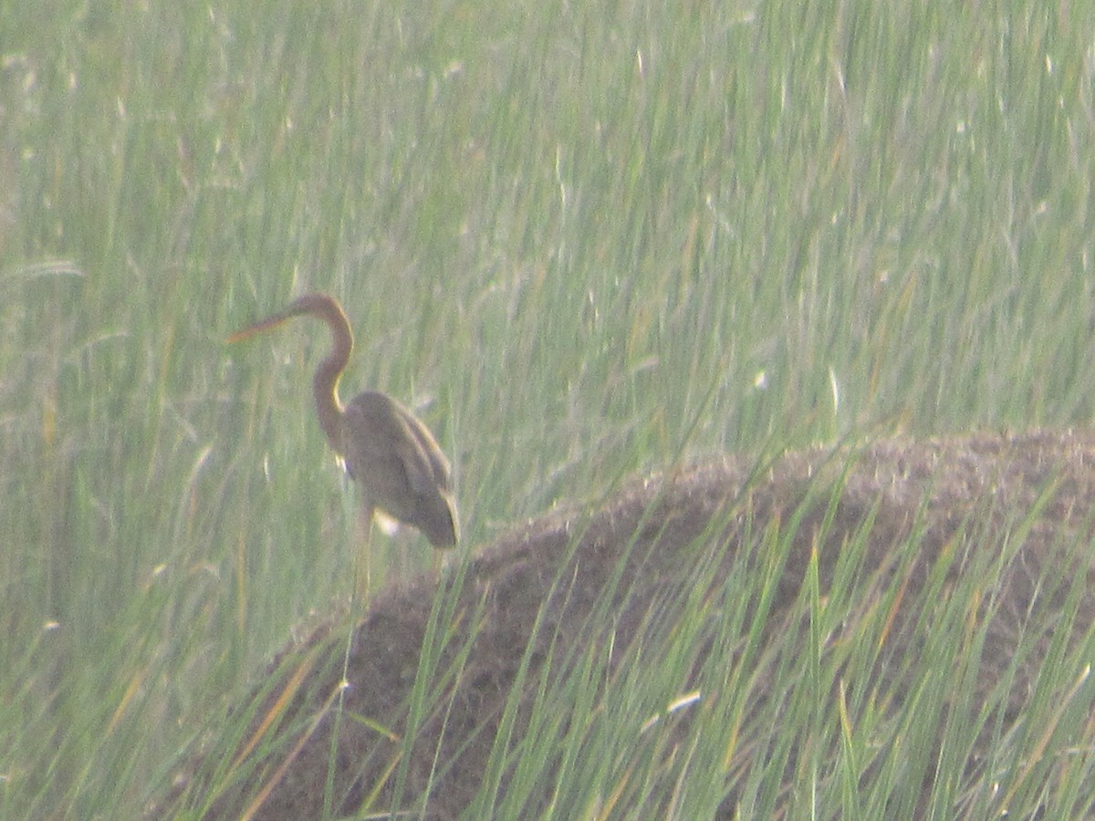 Purple Heron - ML520452771