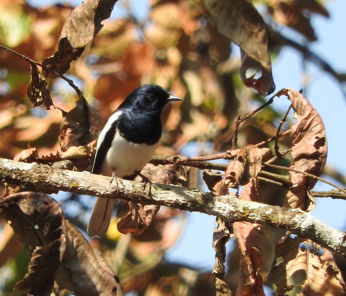 Oriental Magpie-Robin - ML52045341