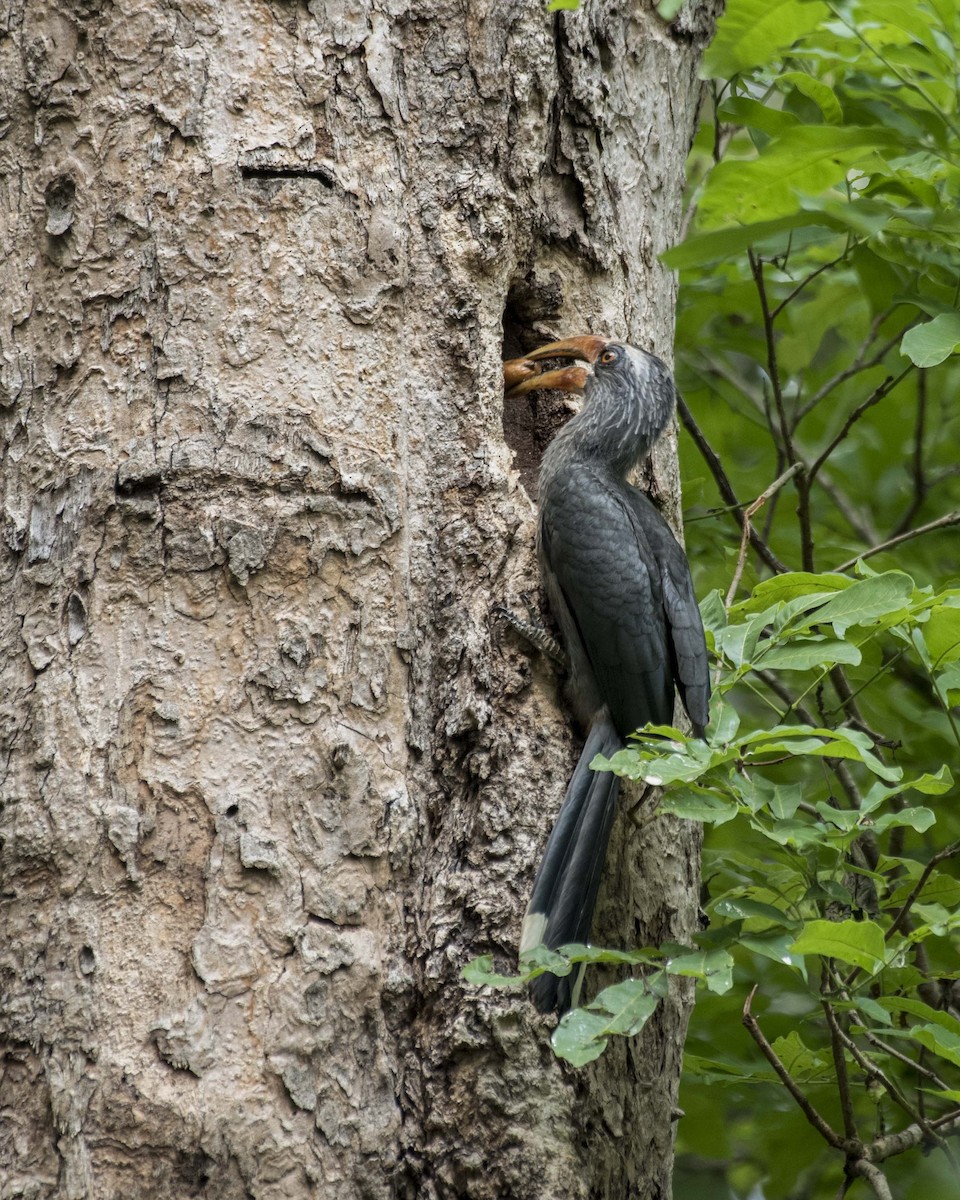 Malabar Gray Hornbill - ML52045361