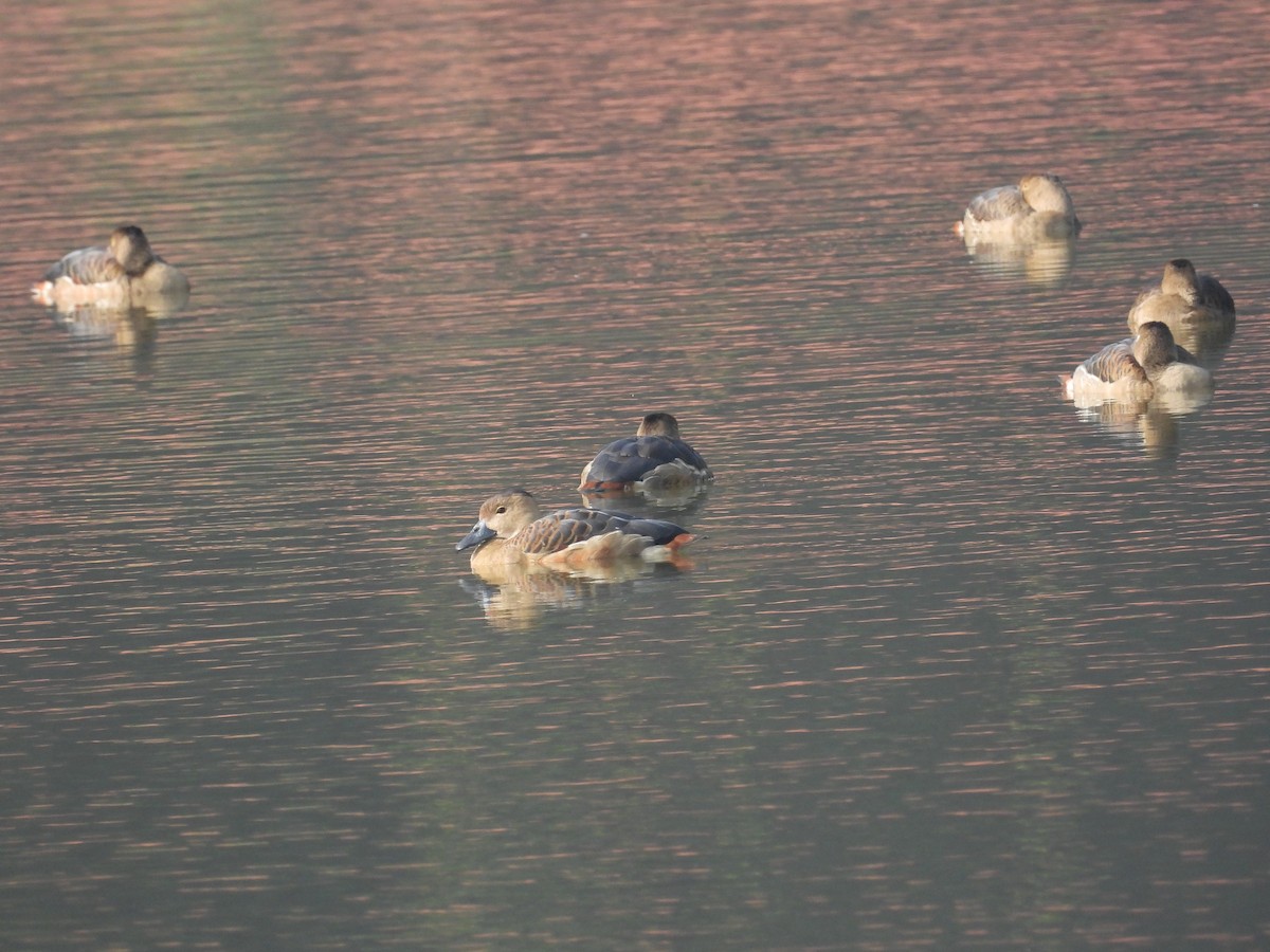 Lesser Whistling-Duck - ML520453861