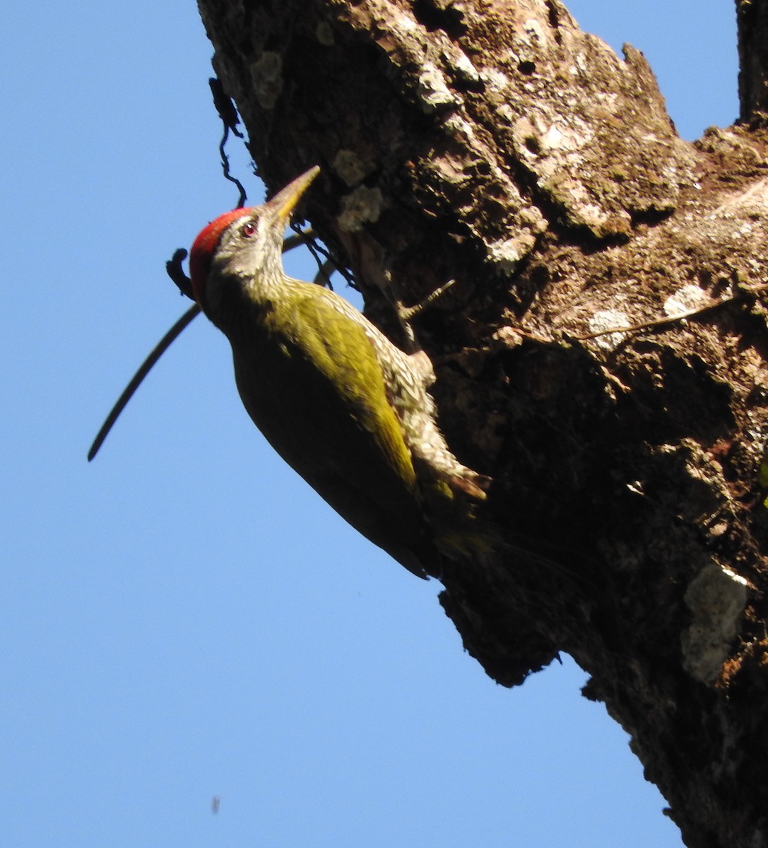 Streak-throated Woodpecker - ML52045391