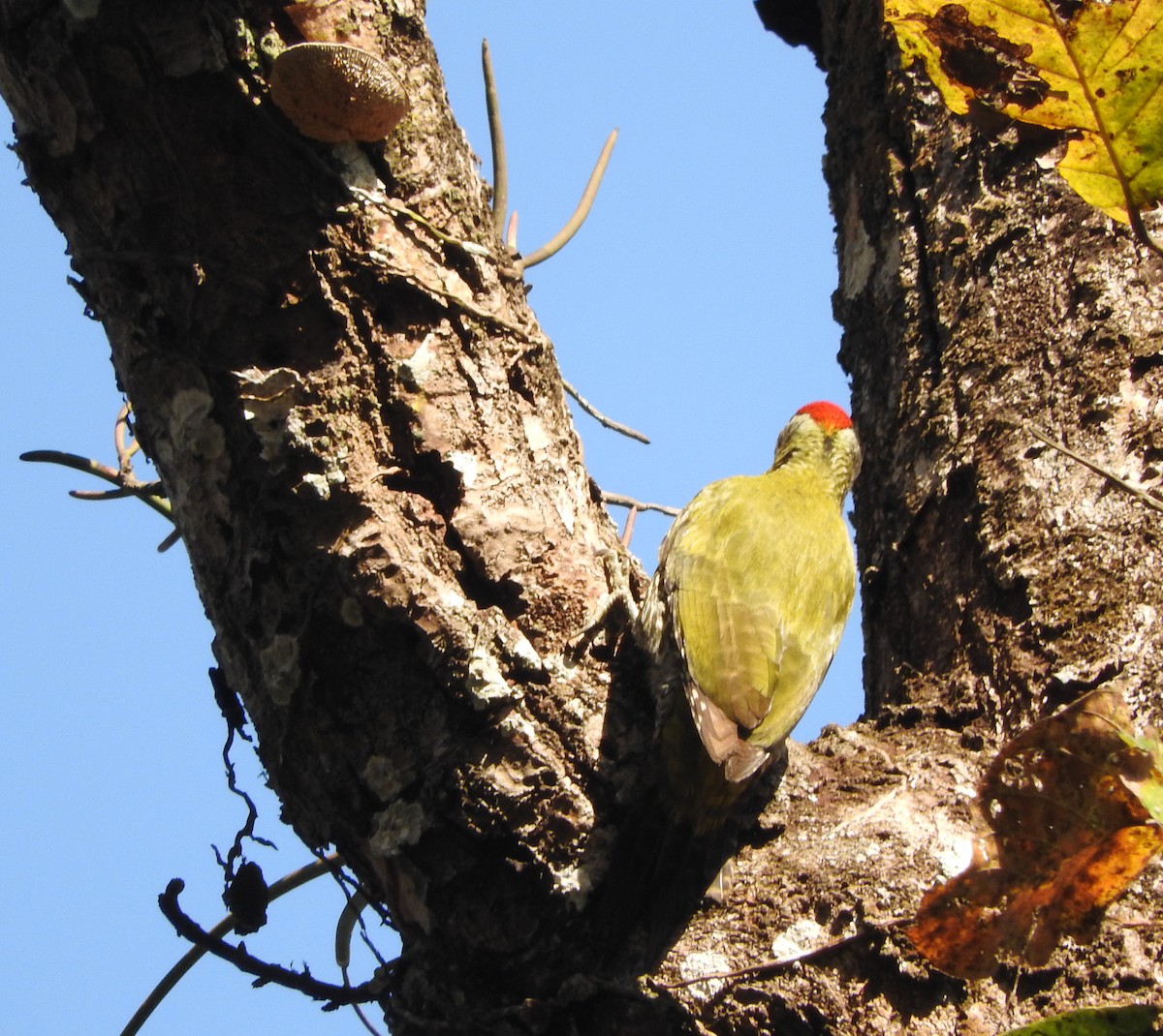 Streak-throated Woodpecker - ML52045401