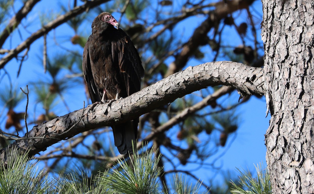 Turkey Vulture - ML520454341