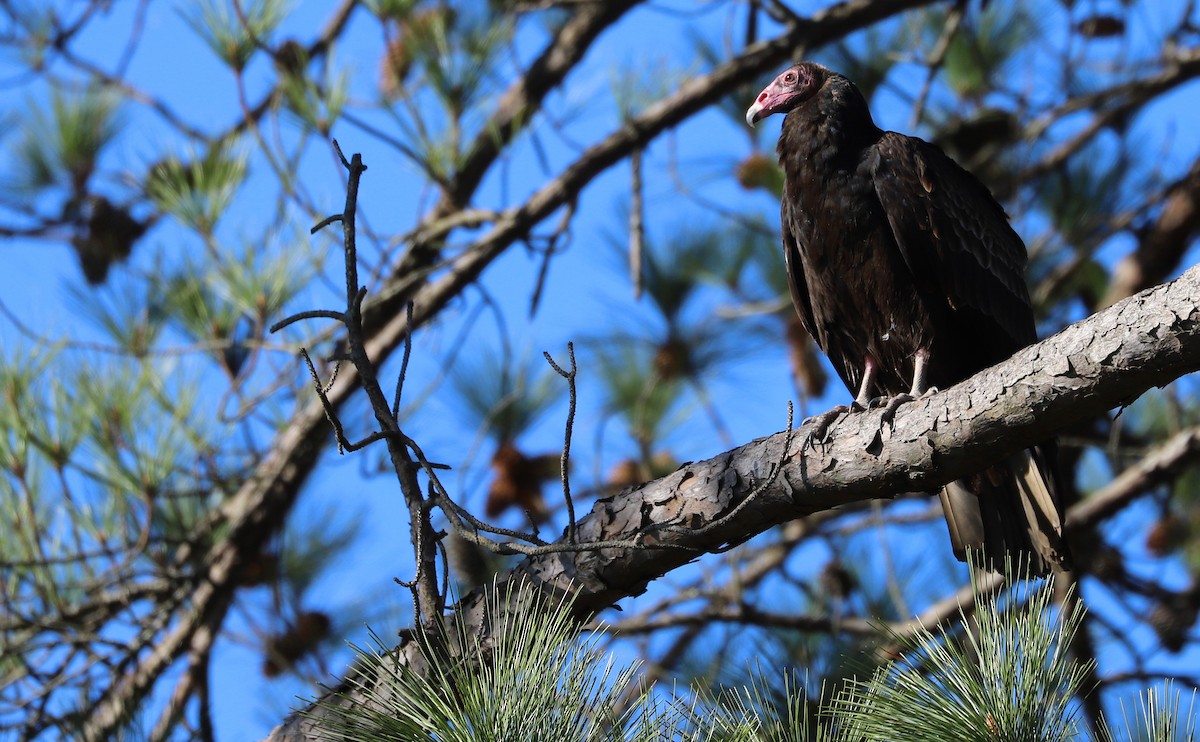 Turkey Vulture - ML520454381