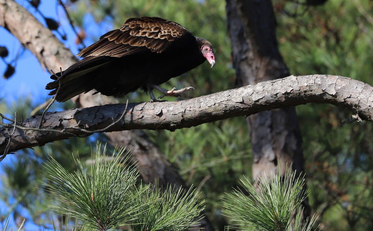 Turkey Vulture - ML520454401