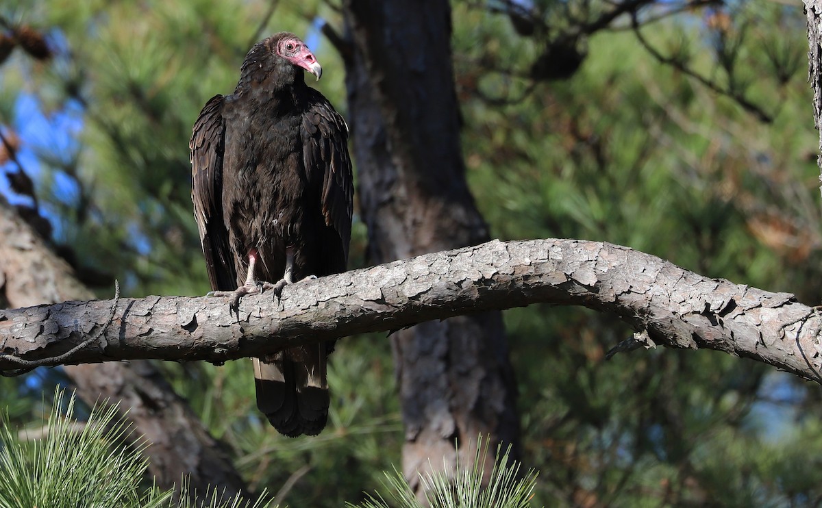 Turkey Vulture - ML520454461