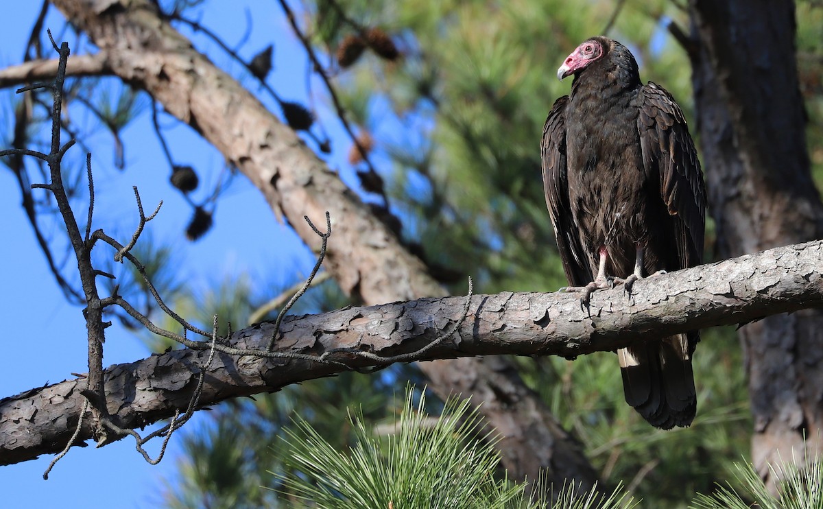 Turkey Vulture - ML520454511