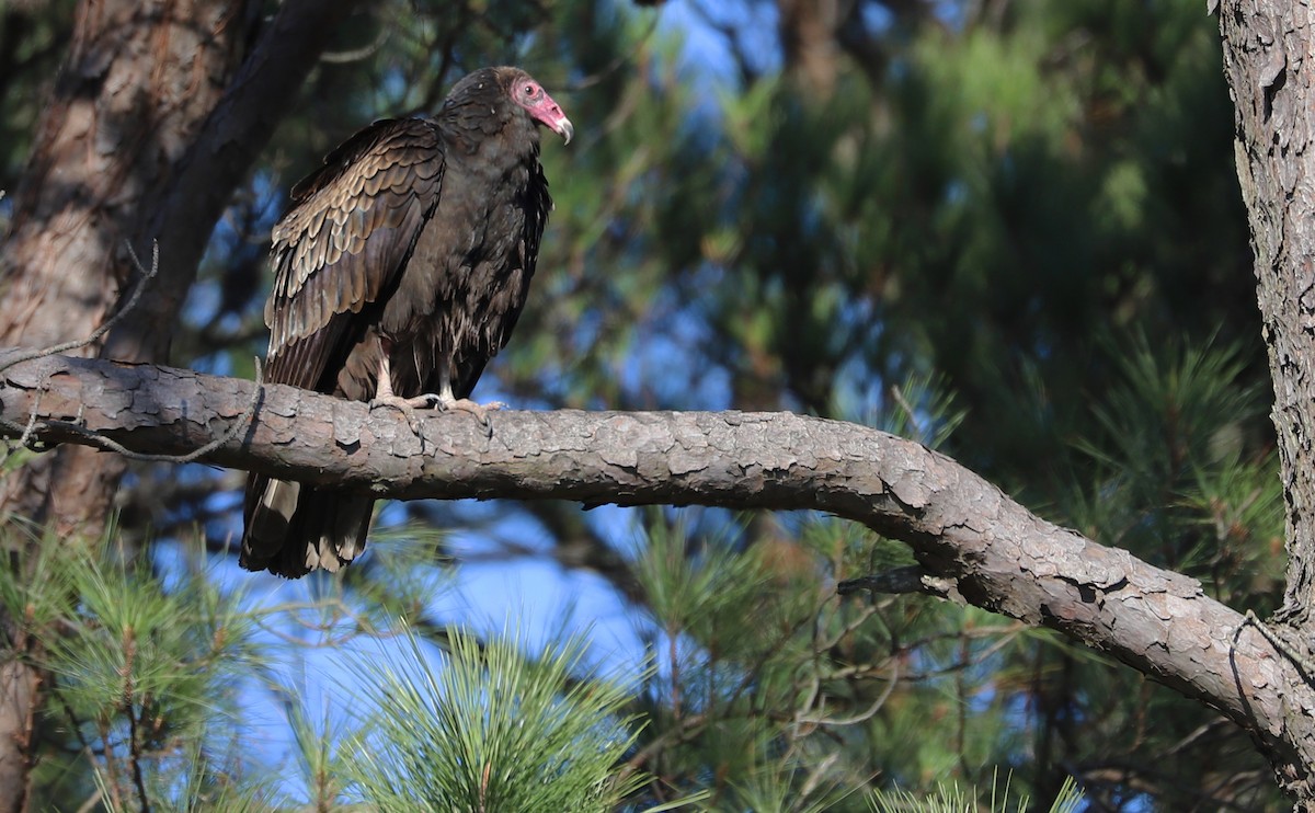 Turkey Vulture - ML520454561