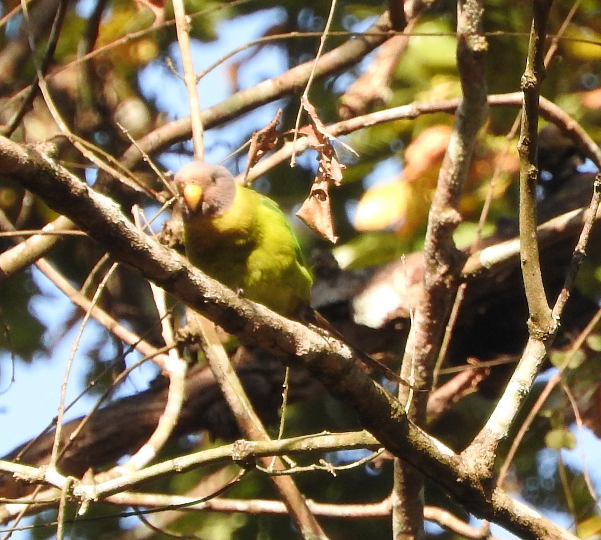 Plum-headed Parakeet - ML52045471