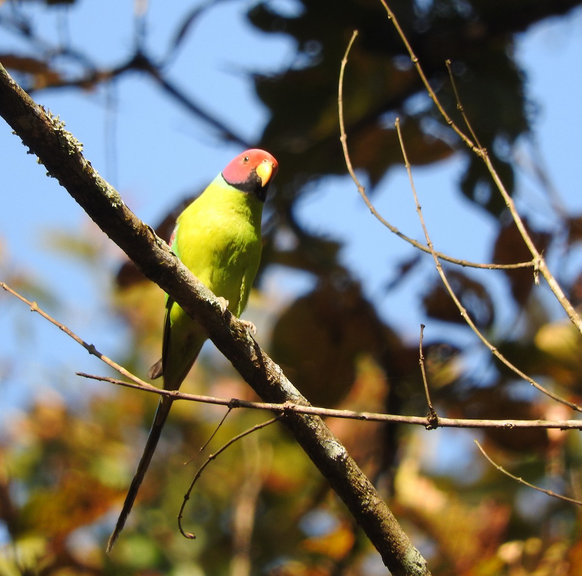 Plum-headed Parakeet - ML52045511