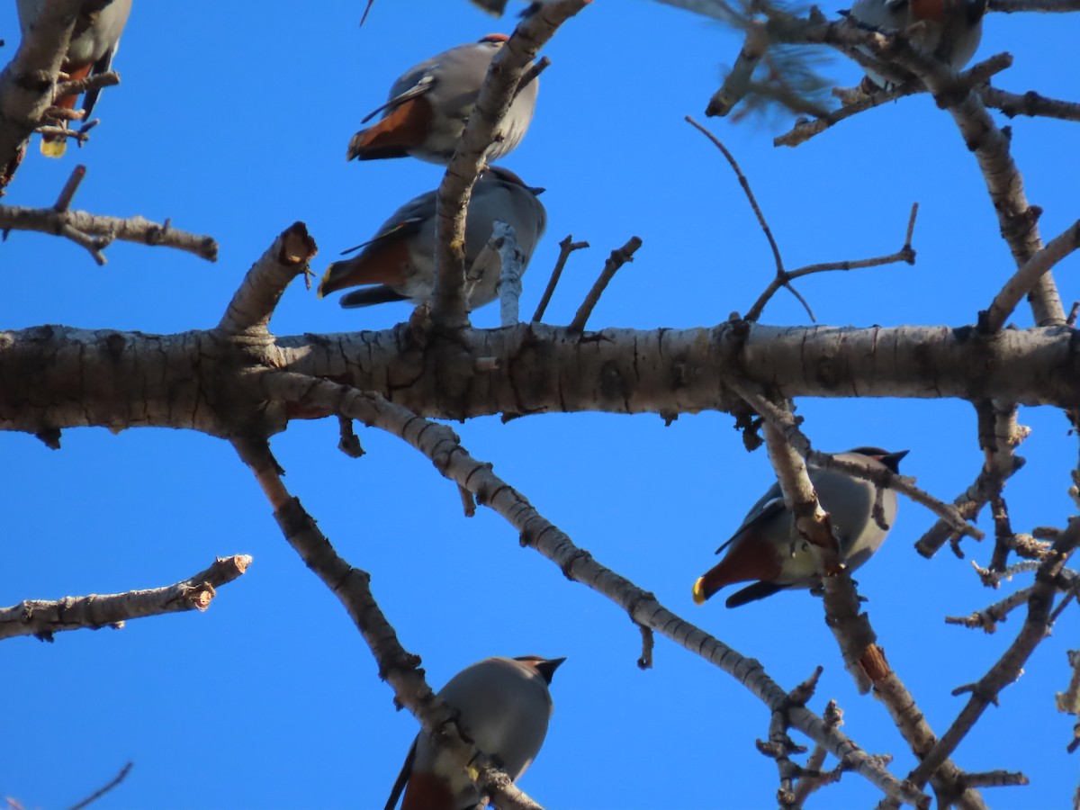 Bohemian Waxwing - ML520455191