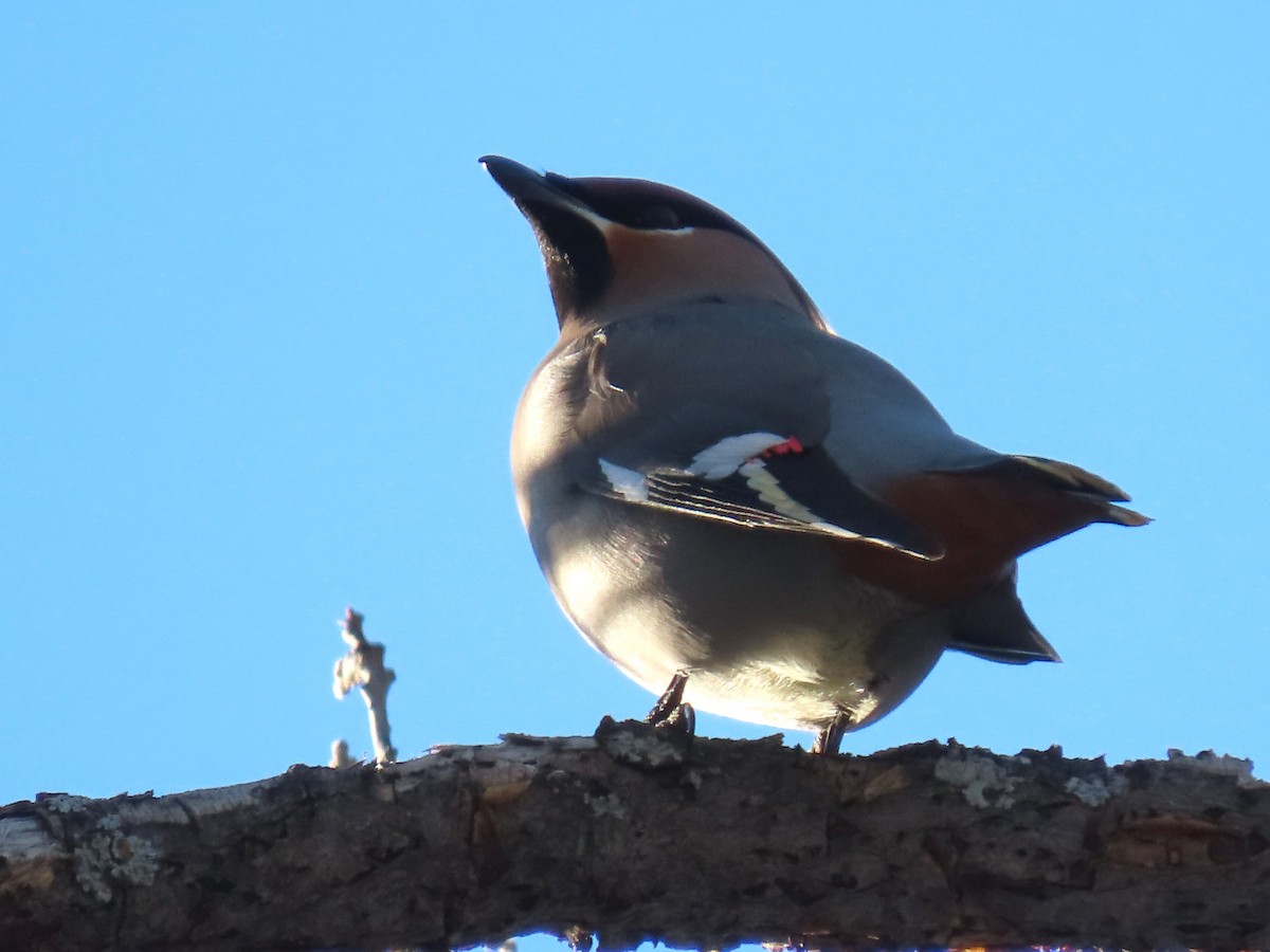 Bohemian Waxwing - ML520455241