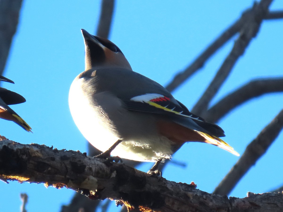 Bohemian Waxwing - ML520455361