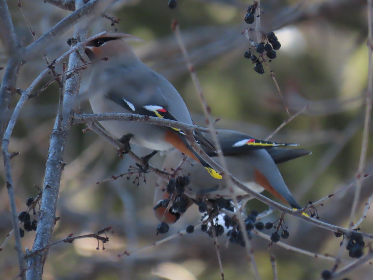 Bohemian Waxwing - ML520455571