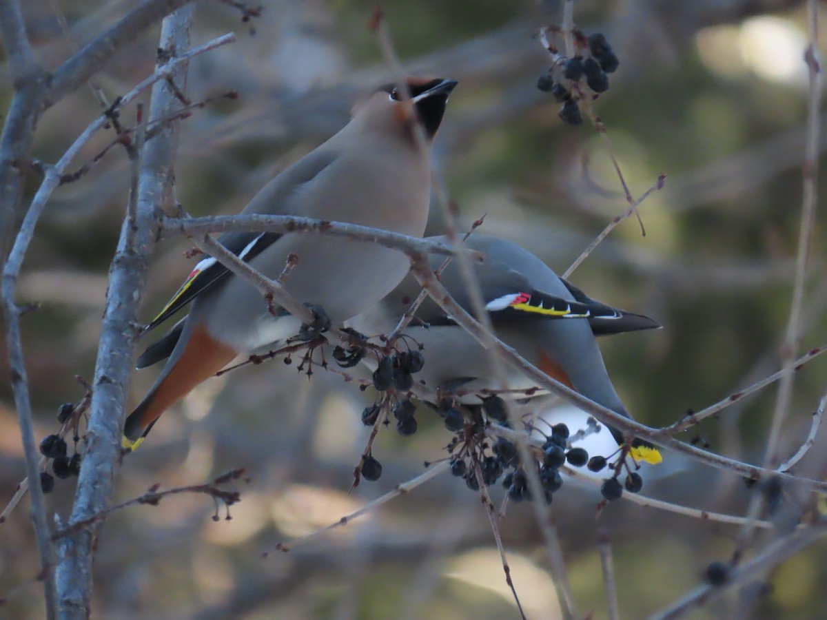 Bohemian Waxwing - ML520455641