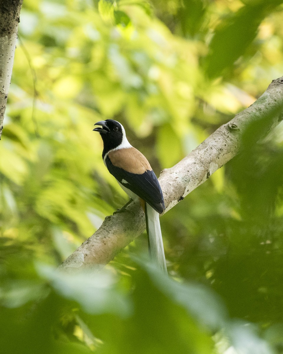 White-bellied Treepie - ML52045571