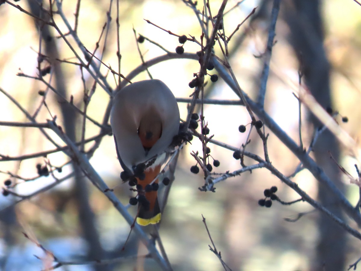 Bohemian Waxwing - ML520455761