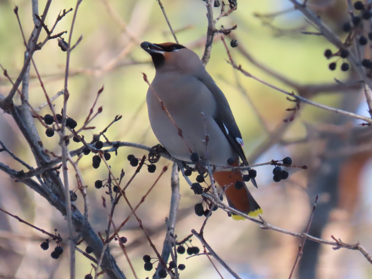 Bohemian Waxwing - ML520455811