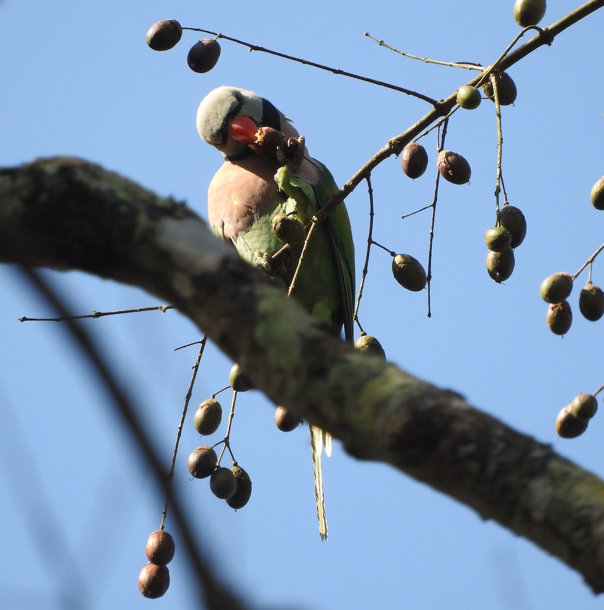 Red-breasted Parakeet - ML52045591