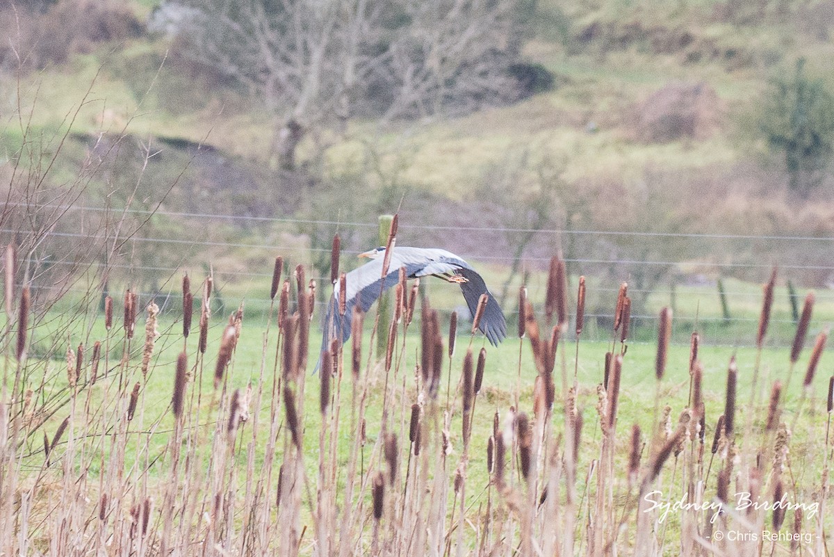 Gray Heron - ML520455961