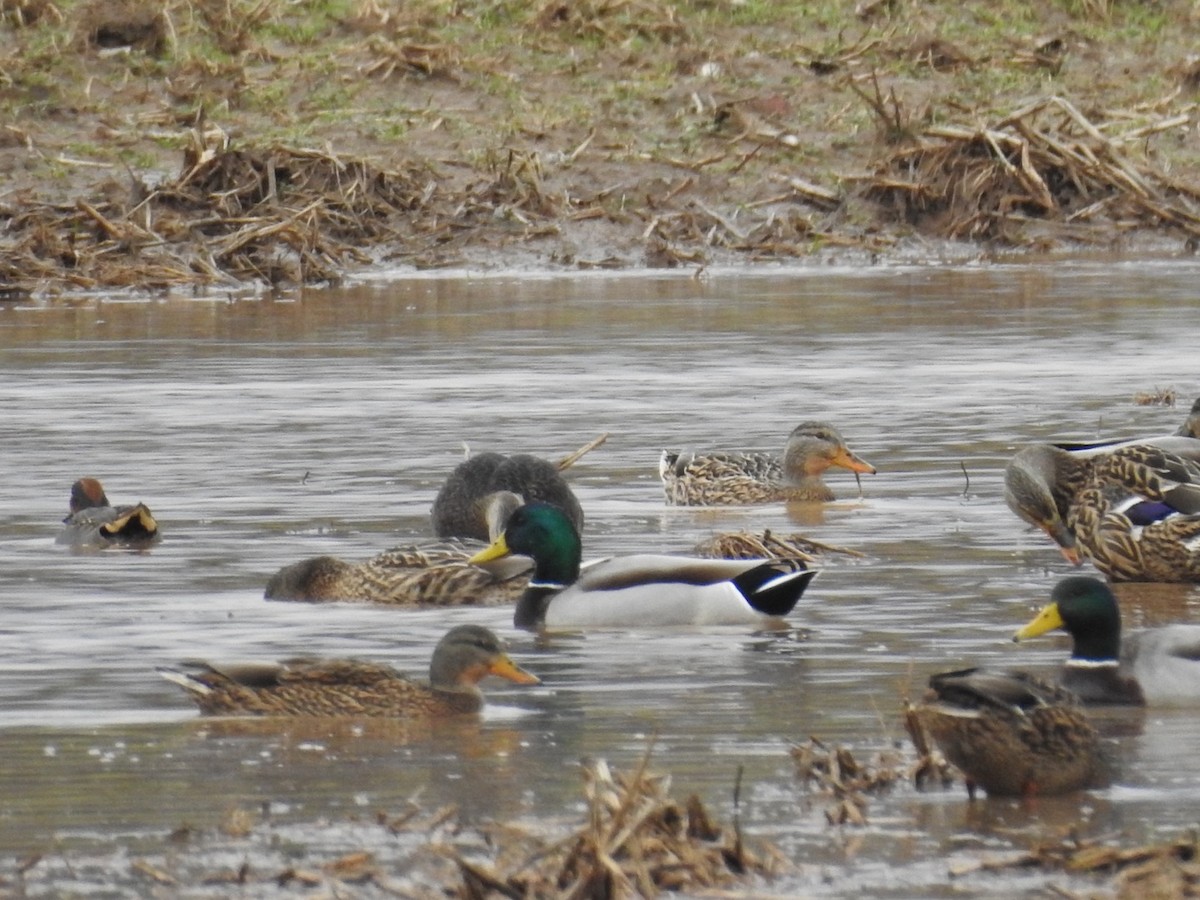 Green-winged Teal - ML520455971