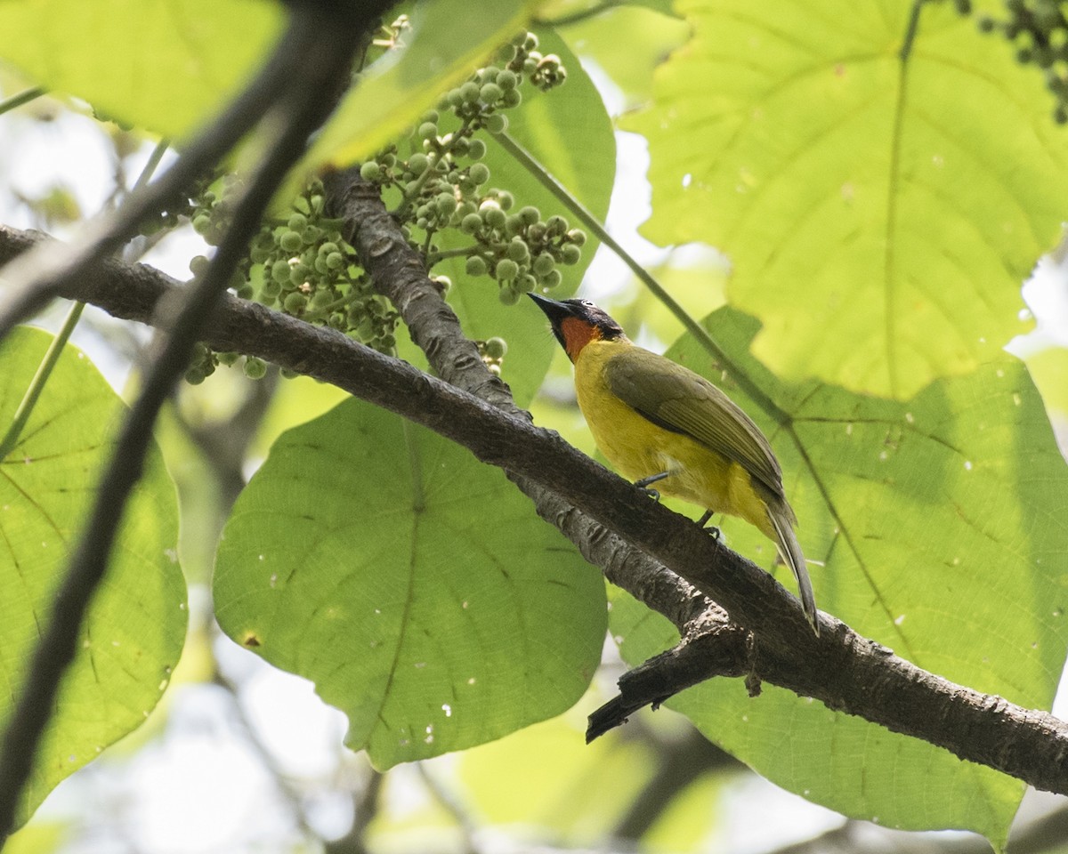 Flame-throated Bulbul - ML52045611