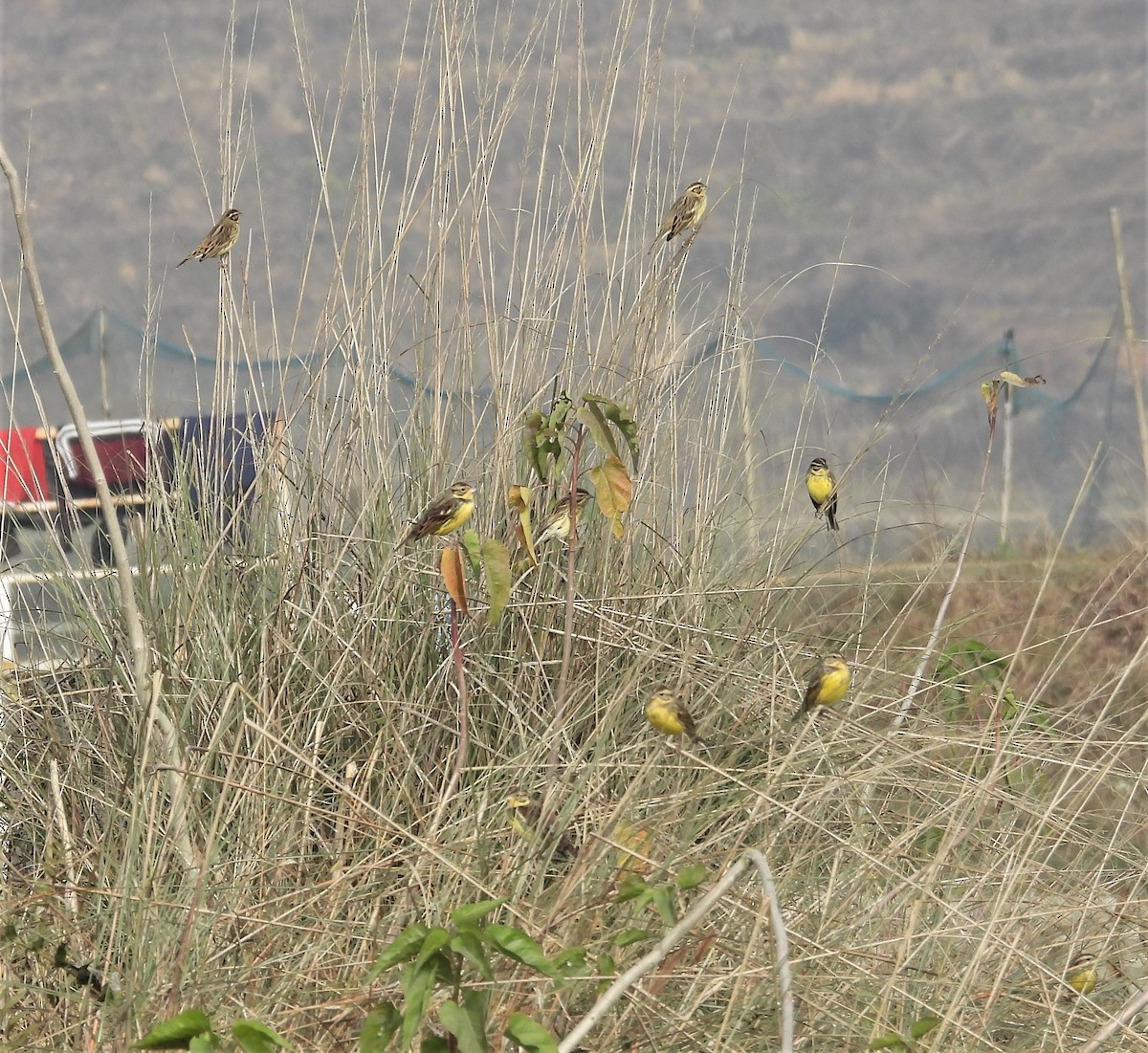 Yellow-breasted Bunting - ML520456271