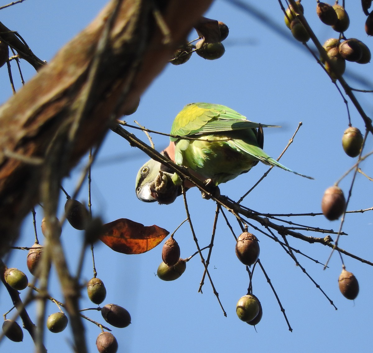 Red-breasted Parakeet - ML52045631