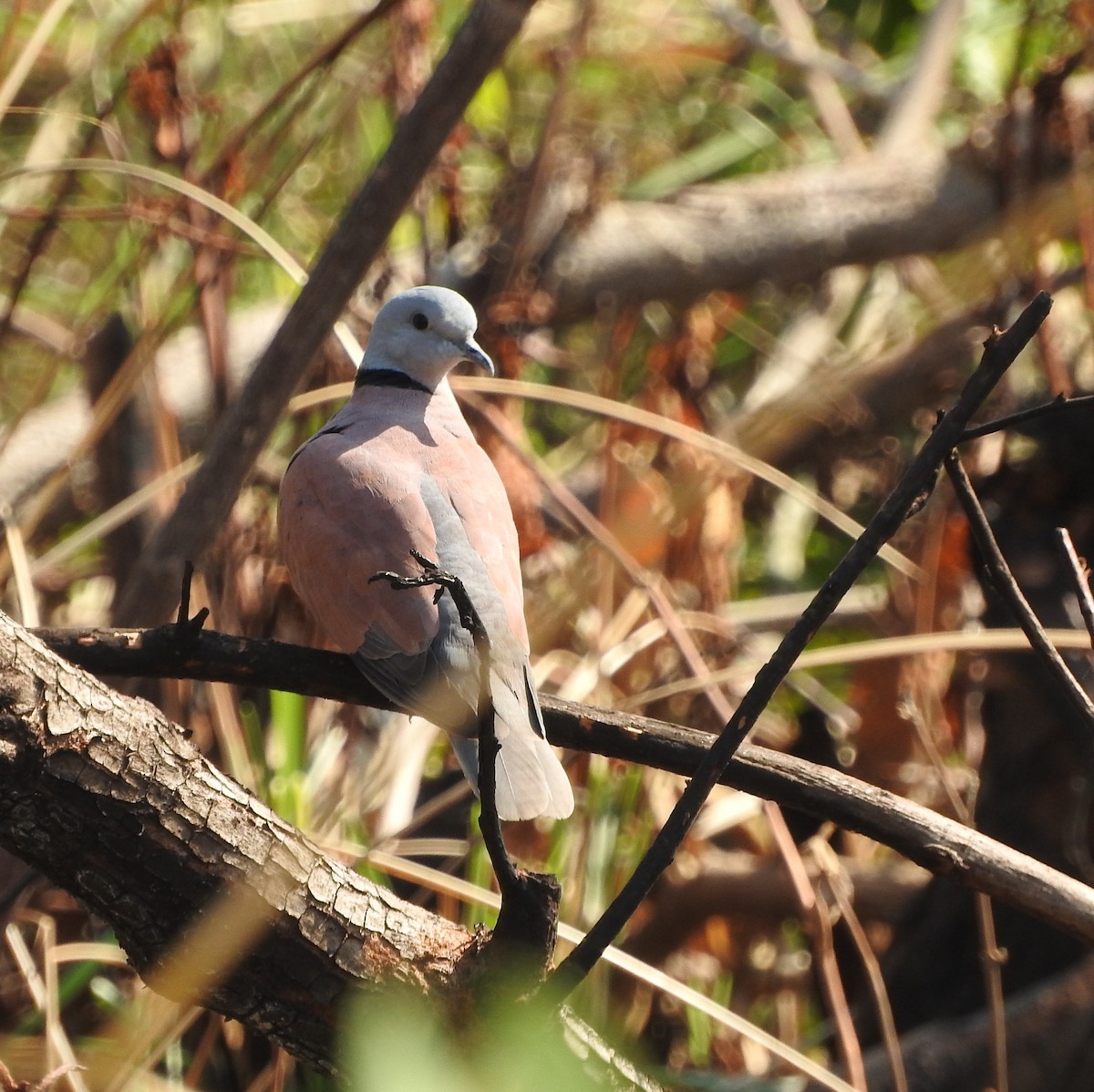 Red Collared-Dove - ML52045641