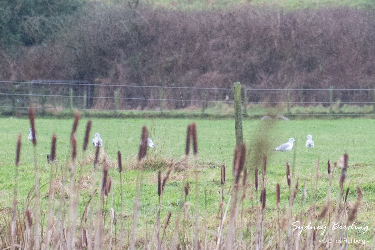 Common Gull - ML520456411