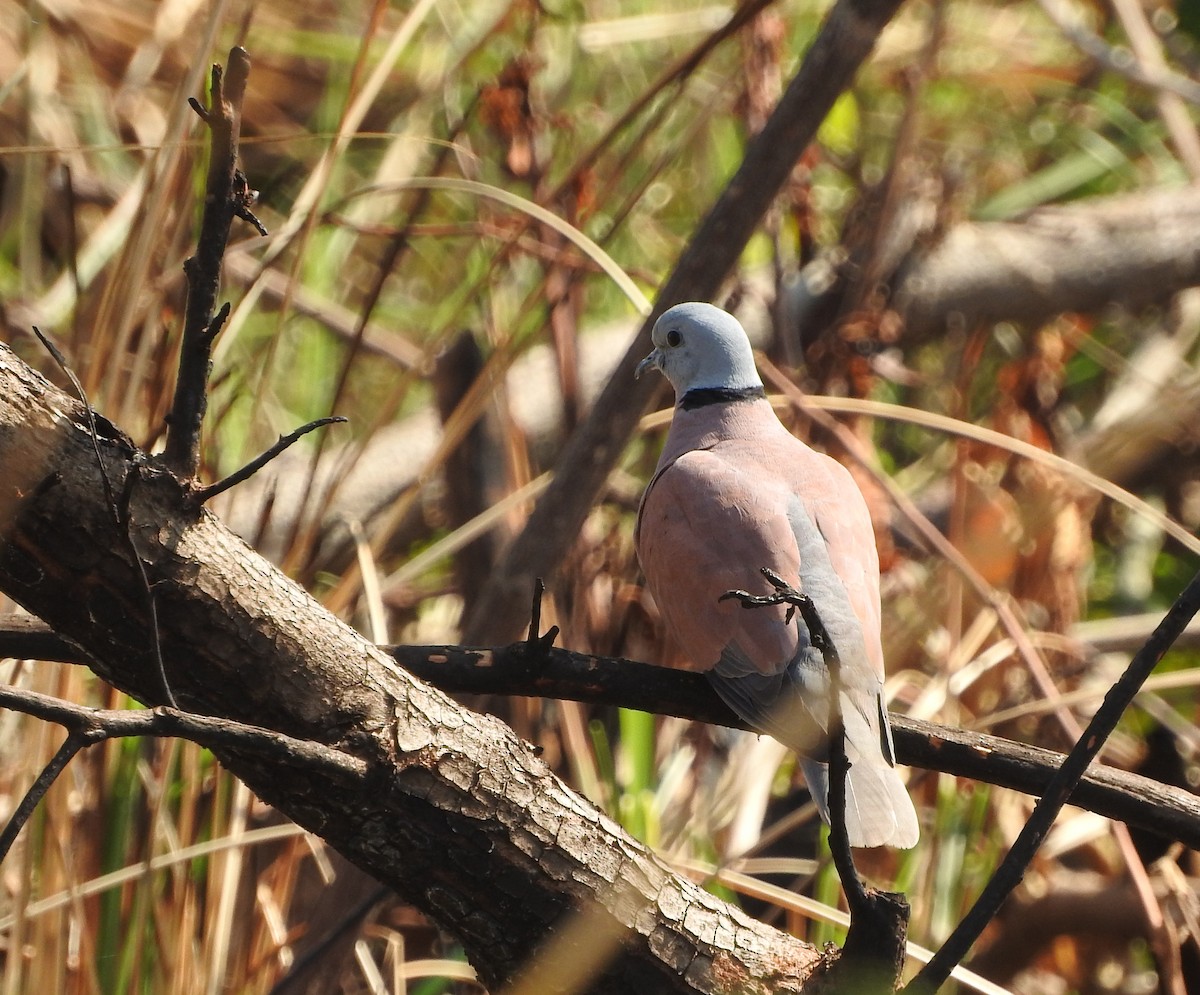 Red Collared-Dove - ML52045651