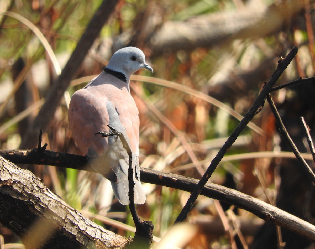 Red Collared-Dove - ML52045661
